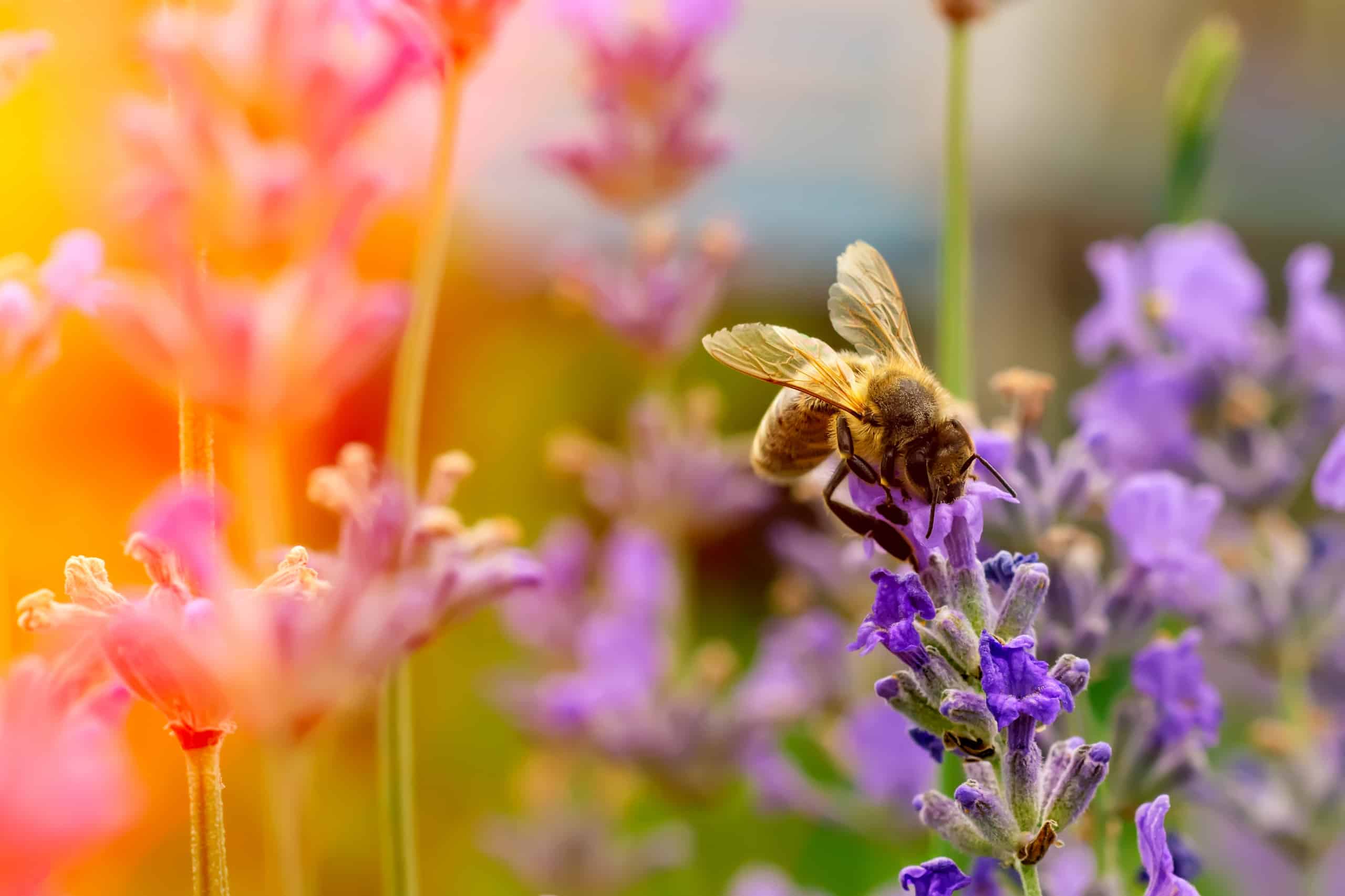 CLAYTEC möchte auf die Wichtigkeit der Artenvielfalt von Wildbienen besonderes aufmerksam machen. Daher unterstützen wir ganzjährig die AKTIONGRUEN.